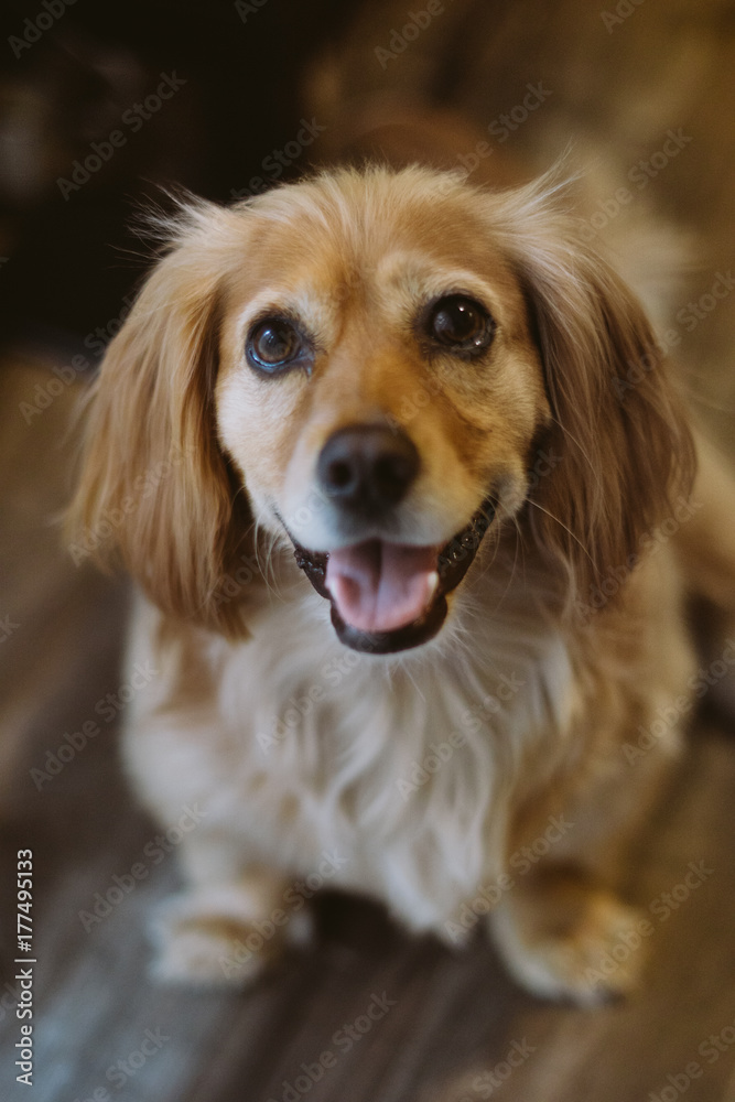 Happy golden dog smiling