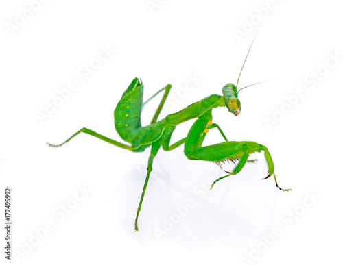 Female European Mantis © arunsri