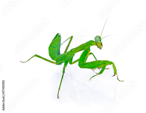 Female European Mantis