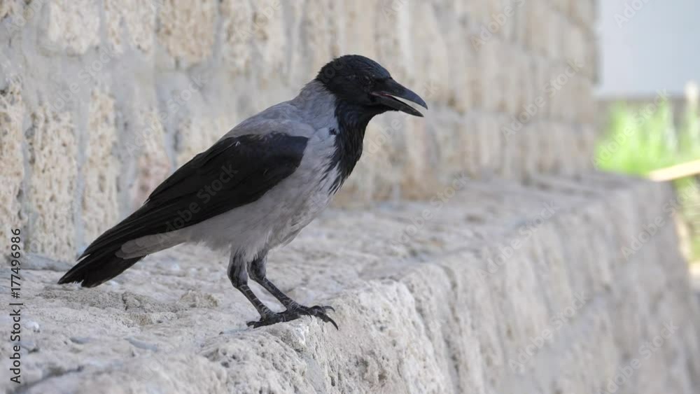 Super slow motion of crow look at the camera Super slow motion of crow look at the camera