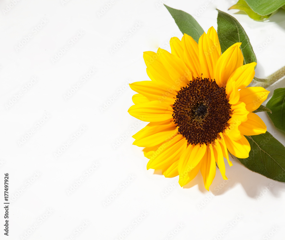 Obraz premium ヒマワリ