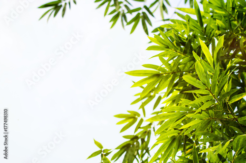 nature view of green bamboo leaf in garden at summer. Natural green plants landscape.