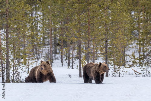 Brown bears photo