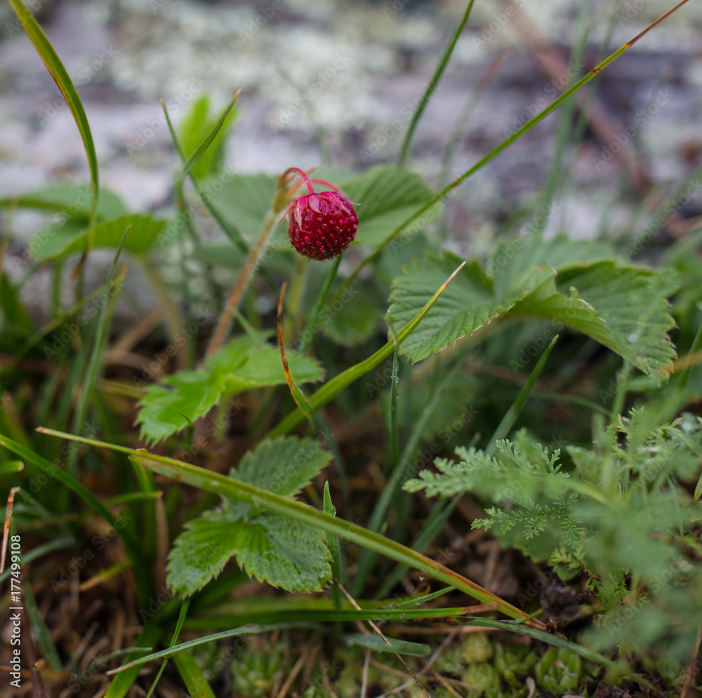 Wild strawberries macro growing wild strawberries Wild strawberries macro growing wild strawberries