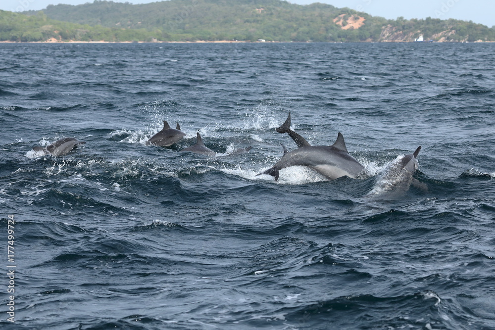Fototapeta premium Delfine bei Trincomalee Sri Lanka im Indischen Ozean