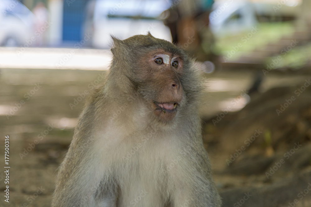 Naklejka premium Affe füttern Makkake