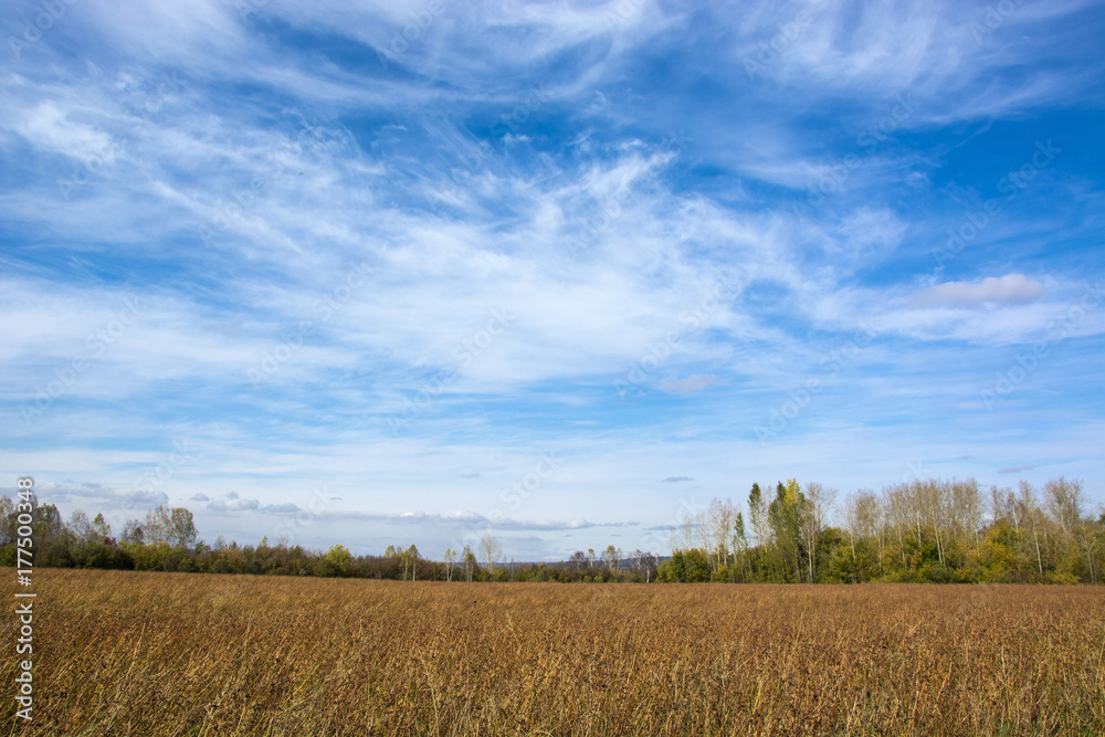 fields with crap