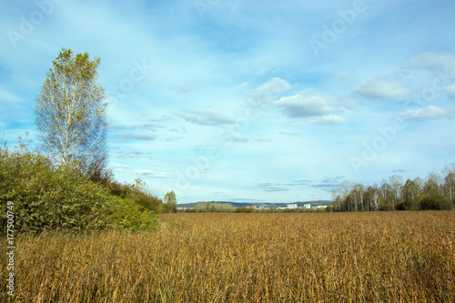 fields with buckwheat skyline