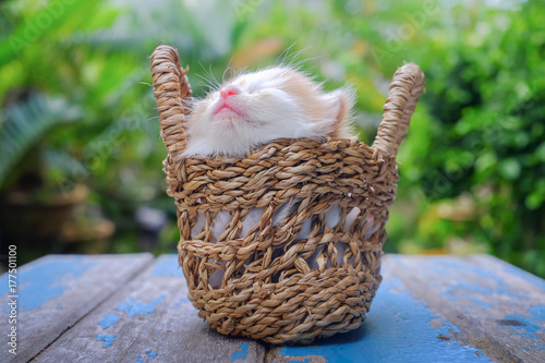 Cute red little kitten sitting in a basket surrounded by green outdoors