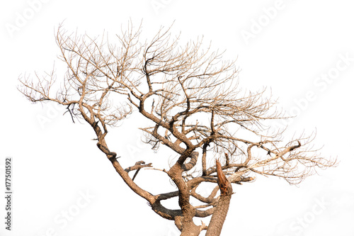 dry tree isolated on white background  - clipping paths