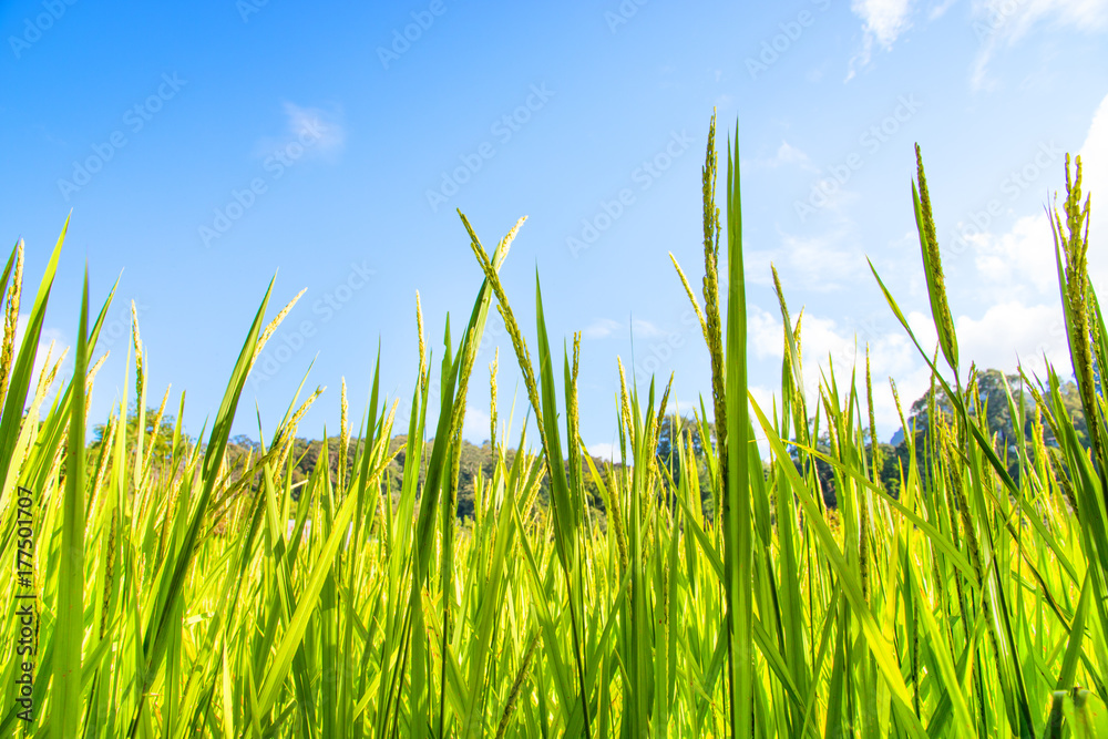 Rice field with blue sky. Rice field with blue sky.