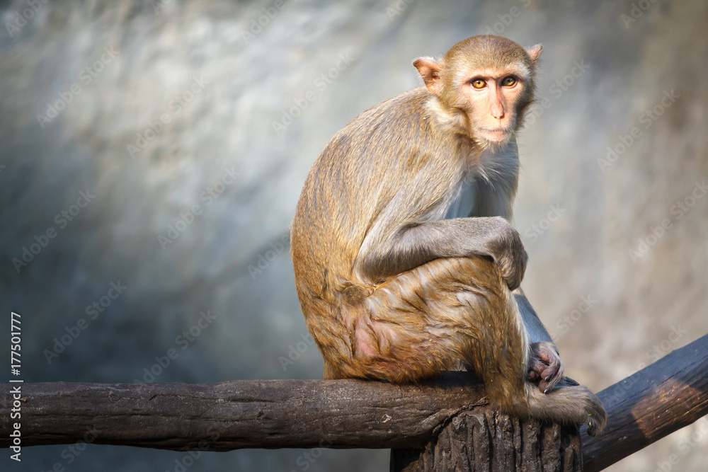 Mother monkey sitting on a tree branch with stone wall background.
