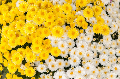 White, yellow and pink chrysanthemum in a flower shop photo