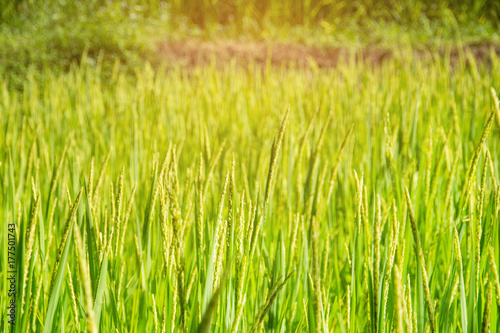 Green rice field for background