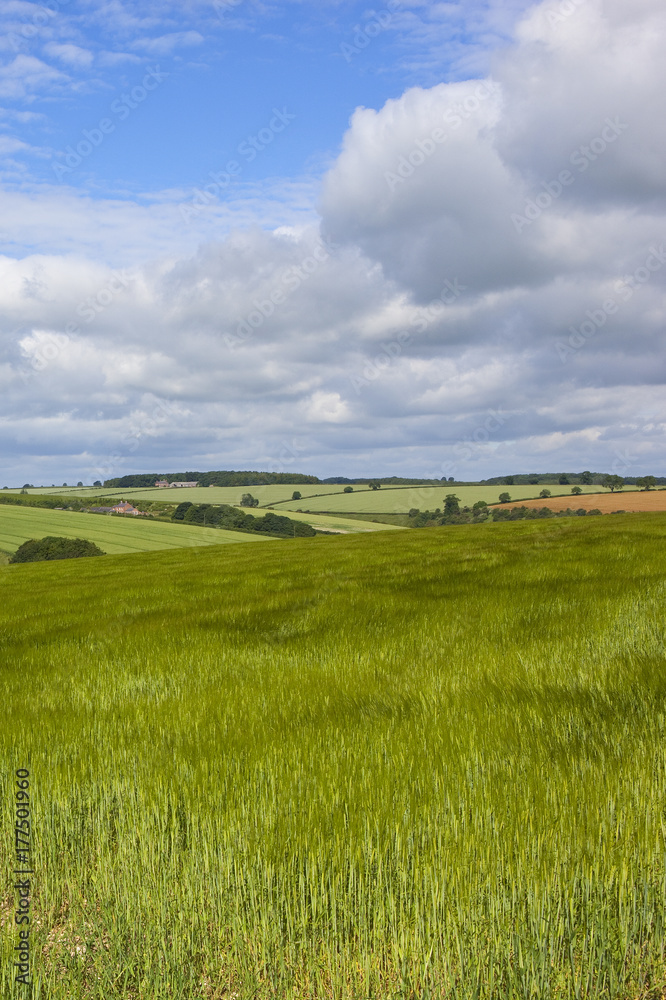 green barley landscape