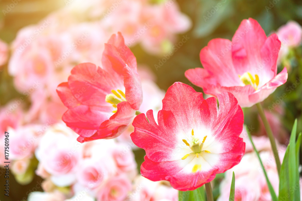 Beautiful tulip flower and green leaf background in the garden at winter or spring day for postcard. beauty decoration and agriculture idea concept design. Beautiful tulip flower and green leaf background in the garden at winter or spring day for postcard. beauty decoration and agriculture idea concept design.