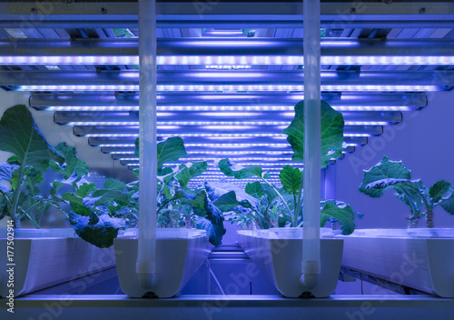 led agriculture