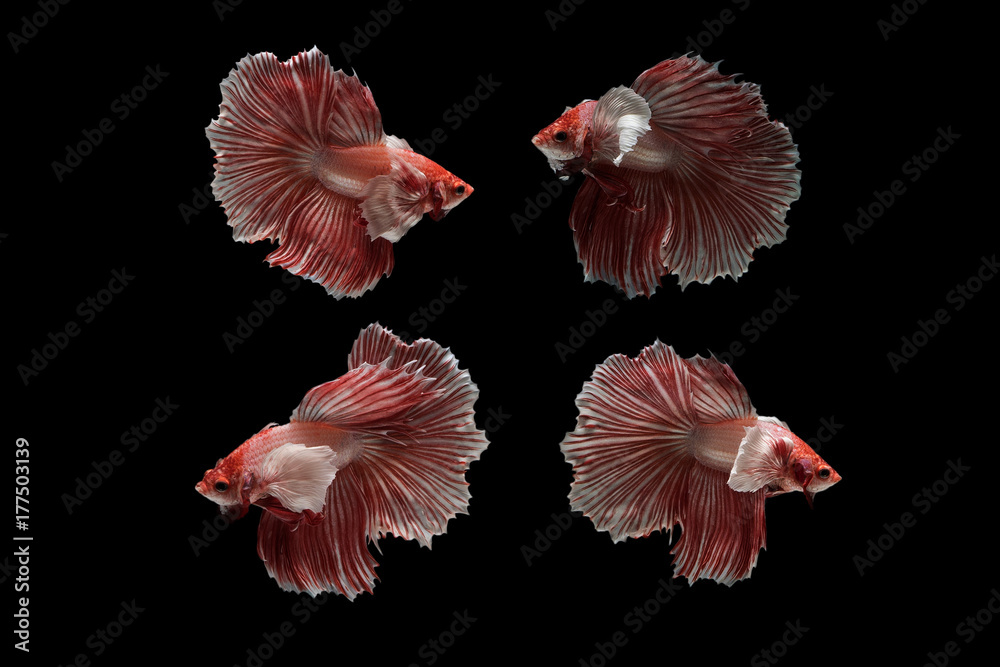 Obraz premium Halfmoon Betta Fish