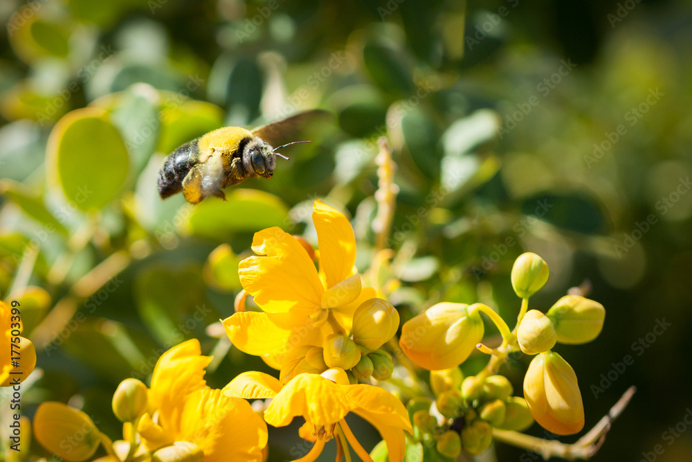 Great Carpenter Bee (Xylocopa) busy mid morning