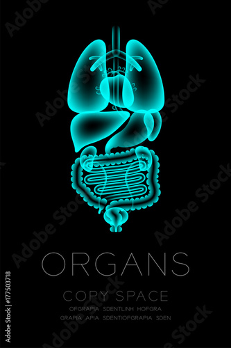 Male Organs X-ray set, Normal concept idea illustration isolated glow in the dark background, with Organ text and copy space