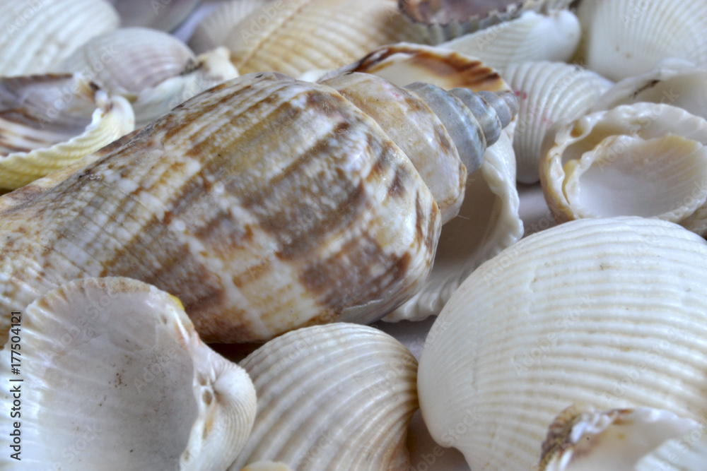 Sea shells Sea shells