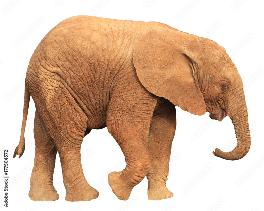 Baby African Elephant isolated on white background