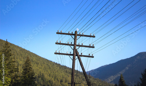 electric transmission wood pole