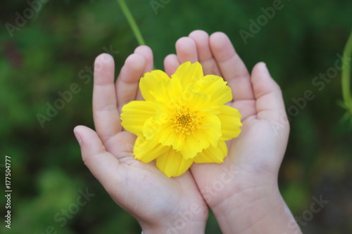Hand holding yellow cosmos flowers