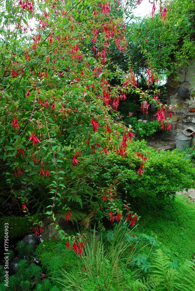 Fuchsia de Magellan en fleurs (Fuchsia magellanica)