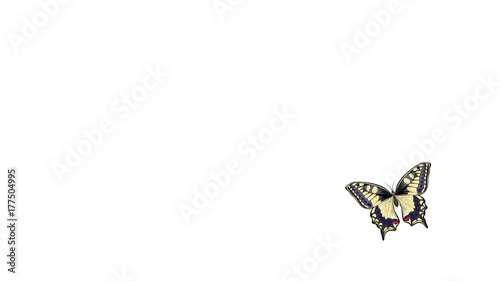 butterfly vintage decorative element, insect. A cartoon, animation, video. Transparent background. Alpha channel.
