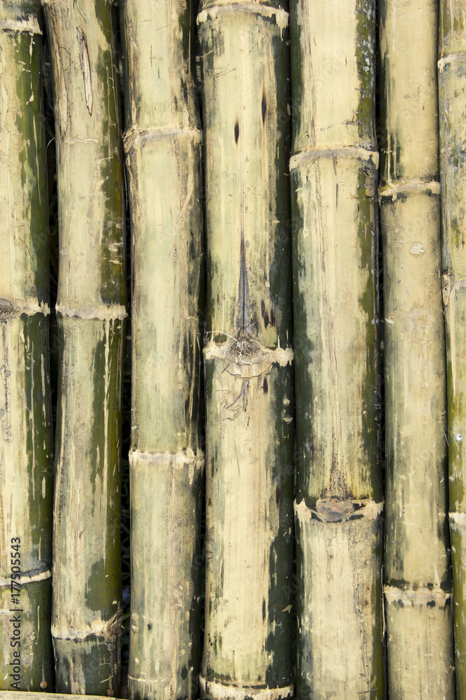 Background and Wallpaper or texture of Trunk of cut bamboo and lined rough form for raw material to prepare to use. Background and Wallpaper or texture of Trunk of cut bamboo and lined rough form for raw material to prepare to use.