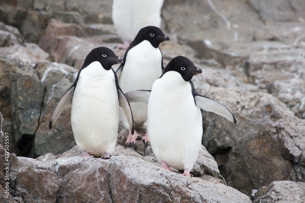Obraz premium Three Adelie Penguins