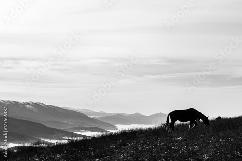 Fototapeta Naklejka Na Ścianę i Meble -  A backlit horse, eating grass, on top of a mountain, with some distant and misty mountains on the background