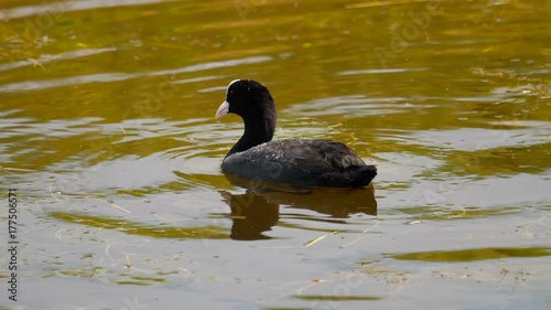 Coot swimming in pond photo