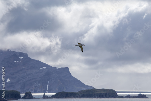 A wandering albatross with a view of the bay of Isles, South Georgia. © robert