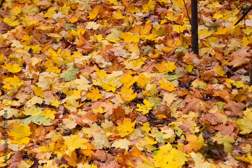 Carpet of autumn leaves Carpet of autumn leaves