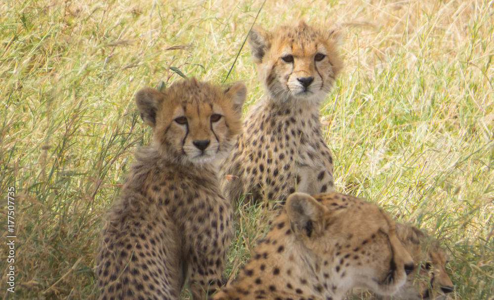 Fototapeta premium Cheetah babies looking curiously at camera