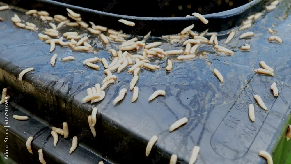 Dozens of maggots (fly larvae) crawling to make their escape from a