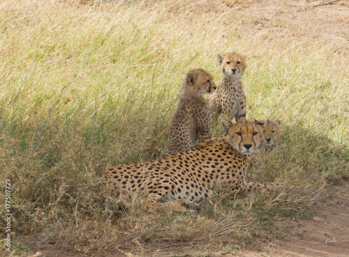 Vigilance Mother Cheetah with her cubs resting in a shadow of a tree 
