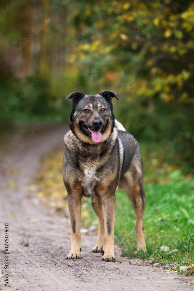 happy browm mixed breed dog standing outdoors happy browm mixed breed dog standing outdoors
