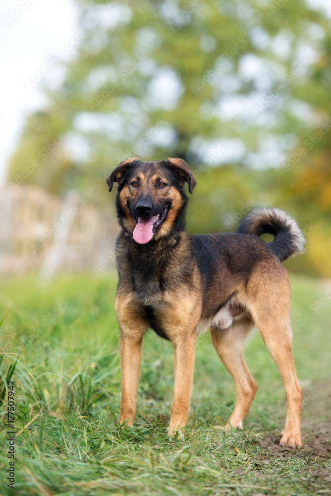 happy browm mixed breed dog standing outdoors happy browm mixed breed dog standing outdoors