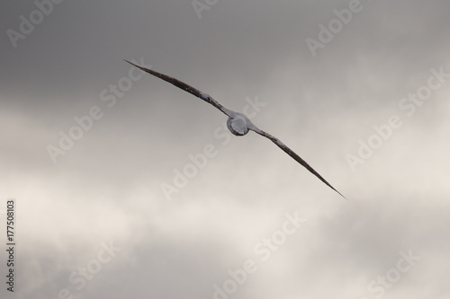 A wandering albatross in flight at Prion Island, South Georgia