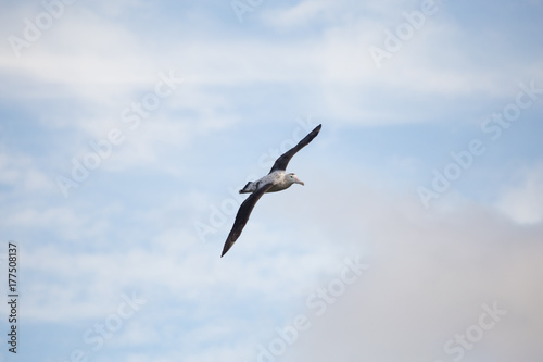 A wandering albatross in flight at Prion Island  South Georgia