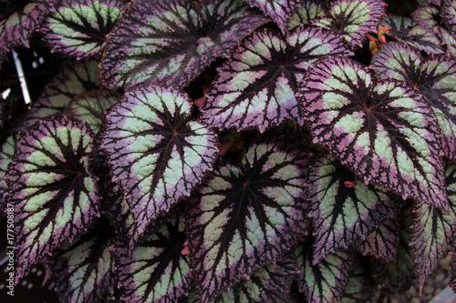 begonia leaves, fireworks