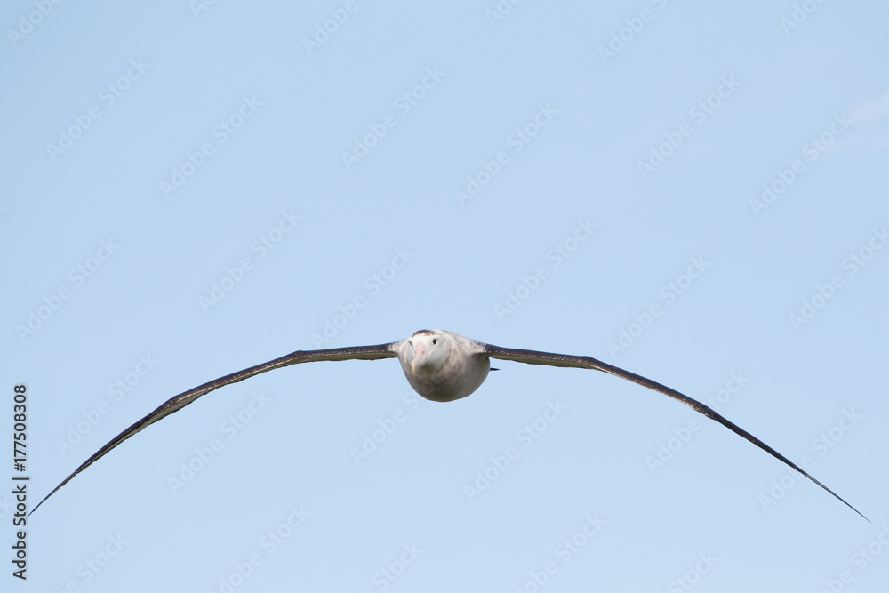 A wandering albatross in flight at Prion Island, South Georgia A wandering albatross in flight at Prion Island, South Georgia
