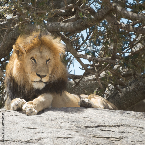 King of Jungle a black maned lion