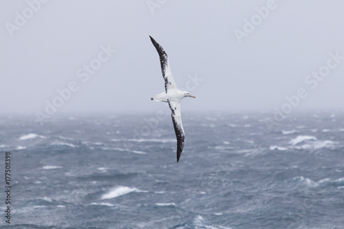 Fotografía A wandering albatross at sea.