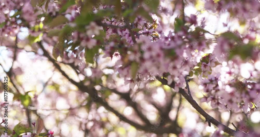Slow motion focus pull of blossoming sakura flowers in spring
