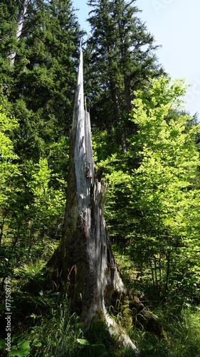 Wald