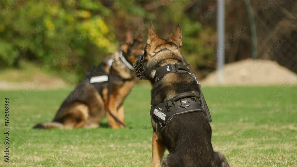 Gendarmerie dogs during a training exercise Gendarmerie dogs during a training exercise